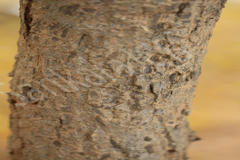 Bridelia crenulata